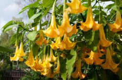 Brugmansia - penjagaan dan penanaman. Menanam dan membiakkan brugmansia. Penerangan, jenis, gambar