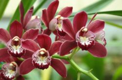 Cymbidium. Penjagaan rumah untuk orkid cymbidium. Penanaman, penanaman dan pembiakan. Penerangan, jenis, gambar