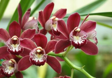 Cymbidium. Penjagaan rumah untuk orkid cymbidium. Penanaman, penanaman dan pembiakan. Penerangan, jenis, gambar