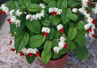 Clerodendrum tumbuhan