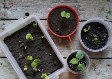 Plantor: fördelar och nackdelar