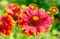 Gaillardia - plantering och vård i det öppna fältet. Växande Gaillardia från frön. Typer och sorter av Gaillardia, foto