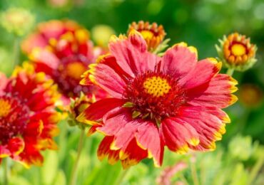 Gaillardia - plantering och vård i det öppna fältet. Växande Gaillardia från frön. Typer och sorter av Gaillardia, foto