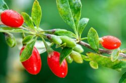 Hur man odlar goji (tibetansk berberis) i landet