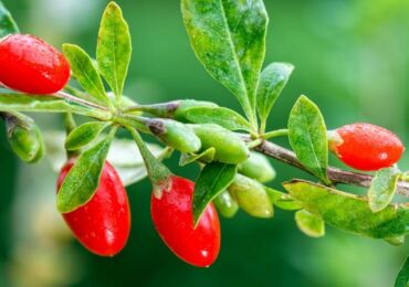 Cara menanam goji (barberry Tibet) di negara ini