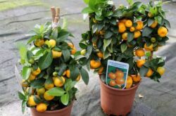 Calamondin eller citrofortunella (hemlagad mandarin) - hemvård. Odling, transplantation och reproduktion