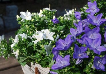 Campanula - penjagaan di rumah. Penanaman, penanaman dan pembiakan campanula. Penerangan, jenis, gambar