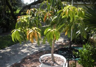 Mangga - penjagaan rumah. Menanam dan membiakkan pokok mangga