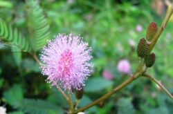 Växten är en liten buske med små sfäriska blommor, vars löv liknar en ormbunke.