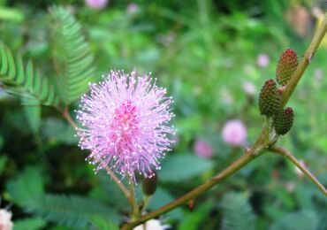 Växten är en liten buske med små sfäriska blommor, vars löv liknar en ormbunke.