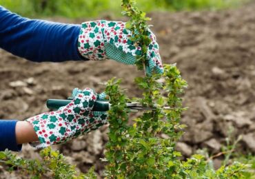 Pemangkasan gooseberry: cara membentuk semak dengan betul