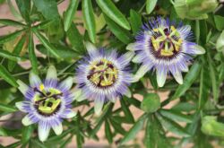 Loji bunga Passionflower