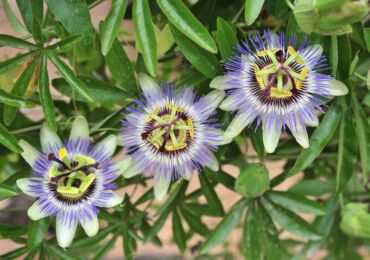 Loji bunga Passionflower