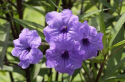 Ruellia - penjagaan rumah. Penanaman, pemindahan dan pembiakan ruelia. Penerangan, jenis, gambar