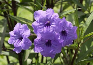 Ruellia - hemvård. Odling, transplantation och reproduktion av ruelia. Beskrivning, typer, foton