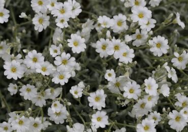 Filt yaskolka - plantering och vård av en blomma. Växande kycklingar i det öppna fältet. Beskrivning, typer, foton