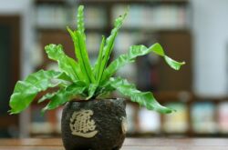 Asplenium atau Kostenets - penjagaan di rumah. Penanaman, pemindahan dan pembiakan asplenium. Penerangan, foto