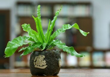 Asplenium atau Kostenets - penjagaan di rumah. Penanaman, pemindahan dan pembiakan asplenium. Penerangan, foto