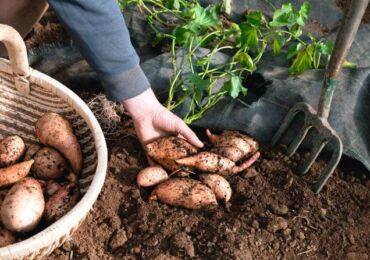 Odling av sötpotatis i mittfältet: spirande knölar