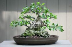 Ficus microcarp - hemvård. Odling, transplantation och reproduktion av ficus bonsai