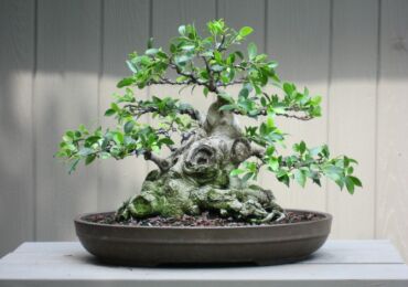 Ficus microcarp - hemvård. Odling, transplantation och reproduktion av ficus bonsai