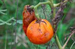 Kämpa mot sen tomatsmör: folkmetoder och lösningar