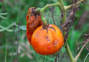 Kämpa mot sent tomatsmör: folkmetoder och lösningar