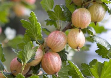 Menanam gooseberry tanpa bahan kimia: menanam, menyiram, memberi makan