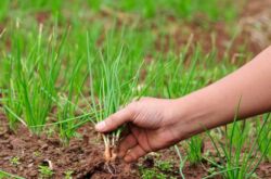 Top dressing av lök: mineral- och organiska gödselmedel för lök