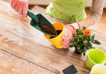 Växttransplantation inomhus månkalender 2018. När ska man plantera blommor igen: bättre och dåliga dagar