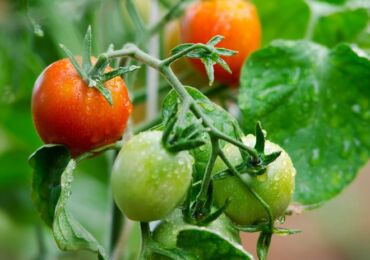 Penentu dan tidak tentu jenis tomato