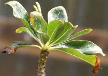 Mengapa hujung daun tanaman tertutup kering?