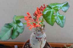 Jatropha - penjagaan rumah. Penanaman, pemindahan dan pembiakan jarak jauh. Penerangan, foto