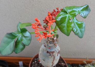 Jatropha - hemvård. Odling, transplantation och reproduktion av jatropha. Beskrivning, foto