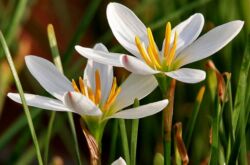 Zephyranthes - hemvård. Odling av zephyranthes, transplantation och reproduktion. Beskrivning, typer, foton