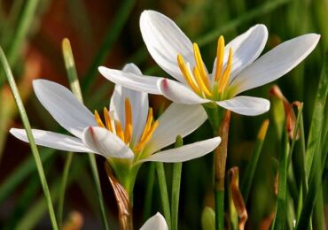 Zephyranthes - penjagaan di rumah. Tumbuh zephyranthes, pemindahan dan pembiakan. Penerangan, jenis, gambar