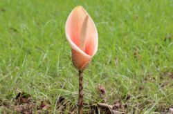 Amorphophallus blomma