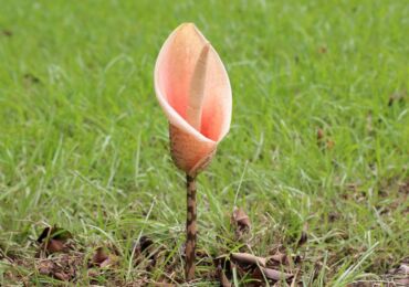 Bunga Amorphophallus