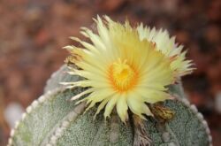 Astrophytum - hemvård. Odling av astrofytumkaktus, transplantation och reproduktion. Beskrivning. Ett foto