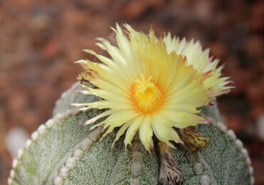 Astrophytum - hemvård. Odling av astrofytumkaktus, transplantation och reproduktion. Beskrivning. Ett foto