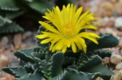 Faucaria - penjagaan di rumah. Penanaman, pemindahan dan pembiakan Faucaria. Penerangan, jenis, gambar