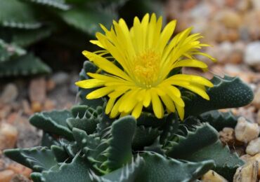 Faucaria - penjagaan di rumah. Penanaman, pemindahan dan pembiakan Faucaria. Penerangan, jenis, gambar