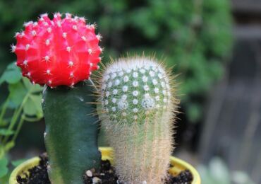 Gymnocalycium - penjagaan rumah. Penanaman, pemindahan dan pembiakan gymnocalycium cactus. Penerangan, foto