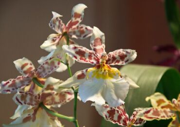 Cumbria Orchid - penjagaan di rumah. Penanaman, pemindahan dan pembiakan Cumbria. Penerangan, jenis. Gambar