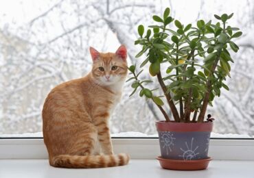 Hur man avvänjer en katt från att äta blommor och krukväxter. Vad händer om katten äter blommor?