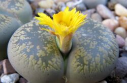 Lithops är levande stenar. Vård i hemmet. Lithops odling, transplantation och reproduktion. Ett foto