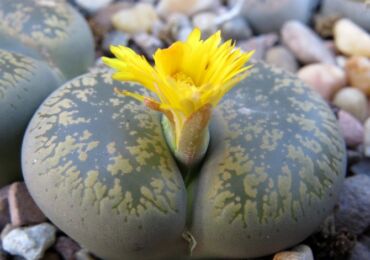 Lithops är levande stenar. Vård i hemmet. Lithops odling, transplantation och reproduktion. Ett foto