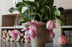 Medinilla - hemvård. Odling av medinilla, transplantation och reproduktion. Beskrivning, typer. Ett foto