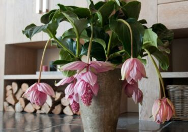 Medinilla - penjagaan rumah. Penanaman medinilla, pemindahan dan pembiakan. Penerangan, jenis. Gambar