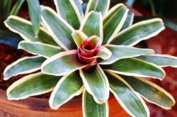 Neoregelia - penjagaan rumah. Penanaman neoregelia, pemindahan dan pembiakan. Penerangan. Gambar